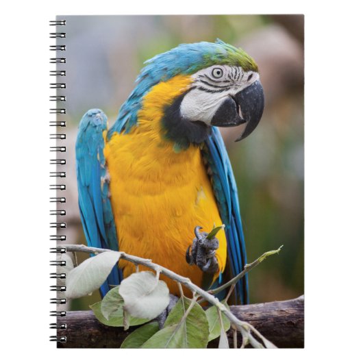 Blaurückenara Notizbuch Notizblock (Vorderseite)
