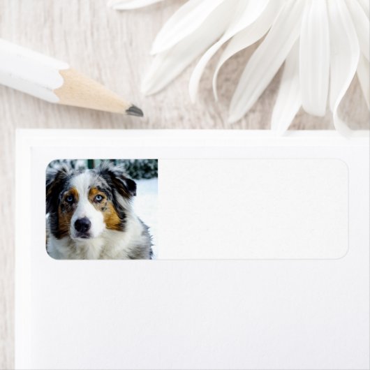 Blauschäfer 3 (Insitu)