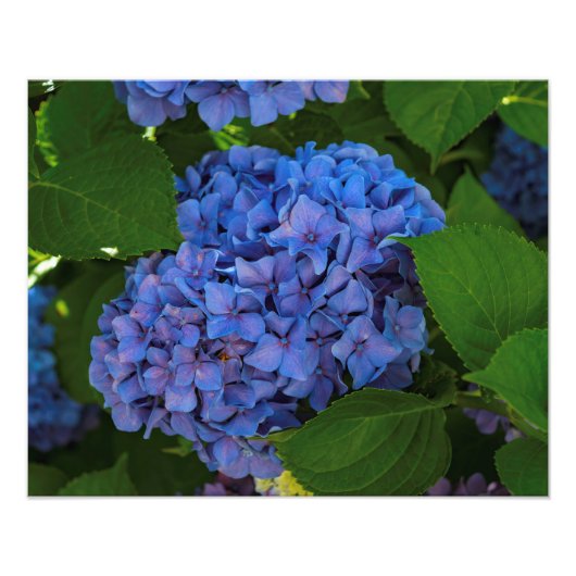 Blauschattierungen - Blaues Hydrangea Fotodruck (Vorne)