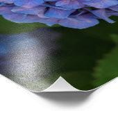 Blauschattierungen - Blaues Hydrangea Fotodruck (Ecke)