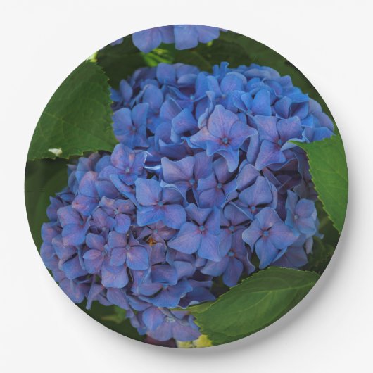 Blauschattierungen - Blaues Hydrangea Pappteller (Vorderseite)