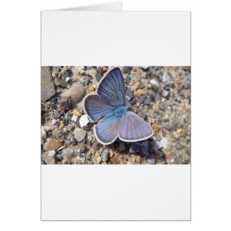 Blauschmetterling