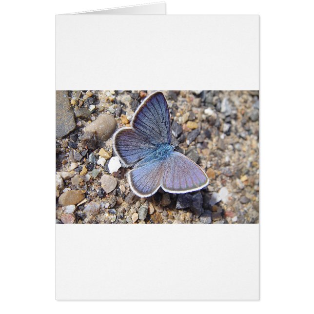 Blauschmetterling (Vorne)