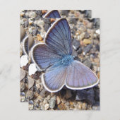 Blauschmetterling (Vorne/Hinten)