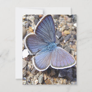 Blauschmetterling