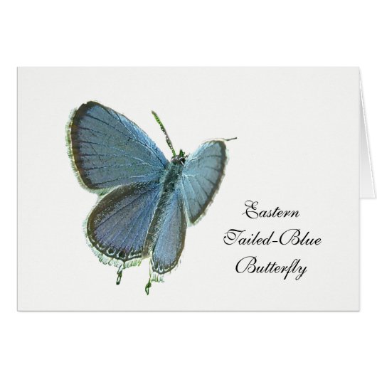 Blauschmetterling (Vorderseite (Horizontal))