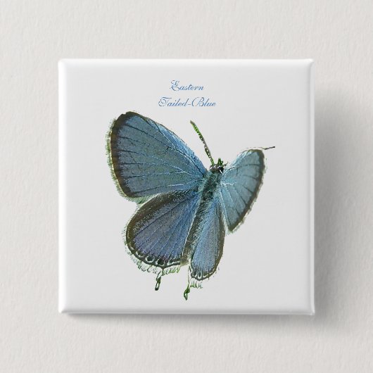 Blauschmetterling Button (Vorderseite)