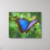 Blauschmetterling-Leinwand Leinwanddruck (Vorderseite)