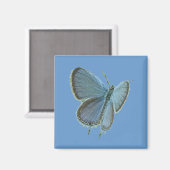 Blauschmetterling Magnet (Vorderseite/Rückseite)