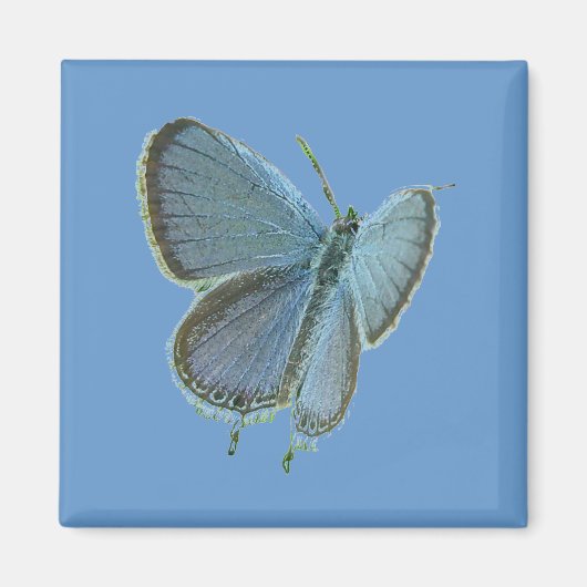 Blauschmetterling Magnet (Vorne)