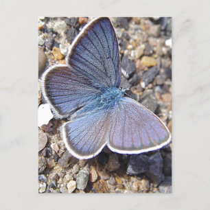 Blauschmetterling Postkarte