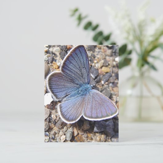 Blauschmetterling Postkarte (Stehend Vorderseite)
