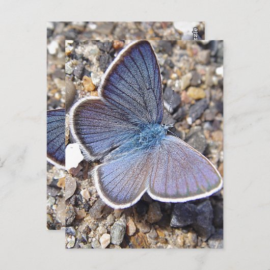 Blauschmetterling Postkarte (Vorne/Hinten)