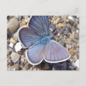 Blauschmetterling Postkarte (Rückseite)