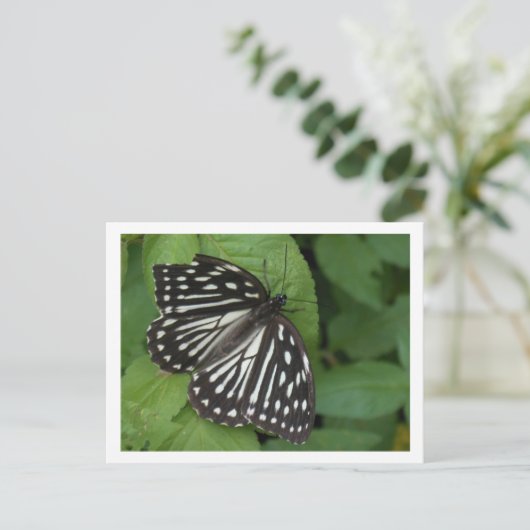 Blauschmetterling Postkarte (Stehend Vorderseite)