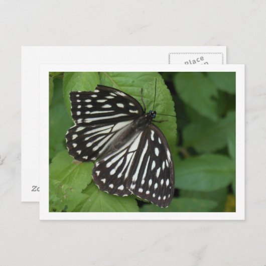 Blauschmetterling Postkarte (Vorne/Hinten)