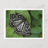 Blauschmetterling Postkarte (Vorderseite)