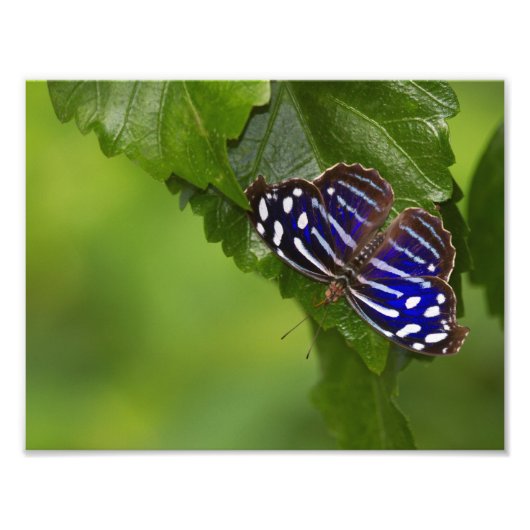 Blauschwanzschmetterling Fotodruck (Vorne)