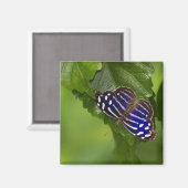 Blauschwanzschmetterling Magnet (Vorderseite/Rückseite)