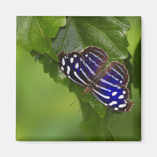 Blauschwanzschmetterling Magnet (Vorne)