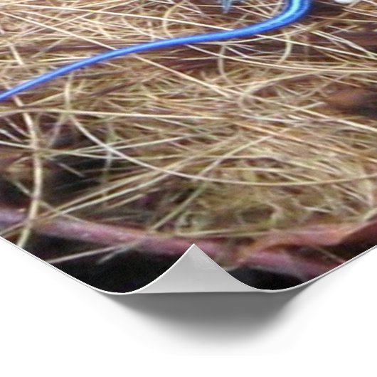 Blauschwanzskink Poster (Ecke)