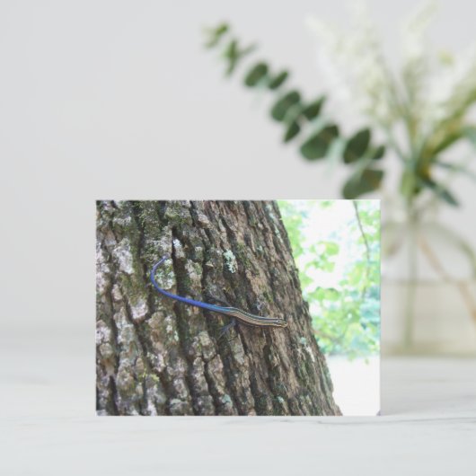 Blauschwanzskink Postkarte (Stehend Vorderseite)