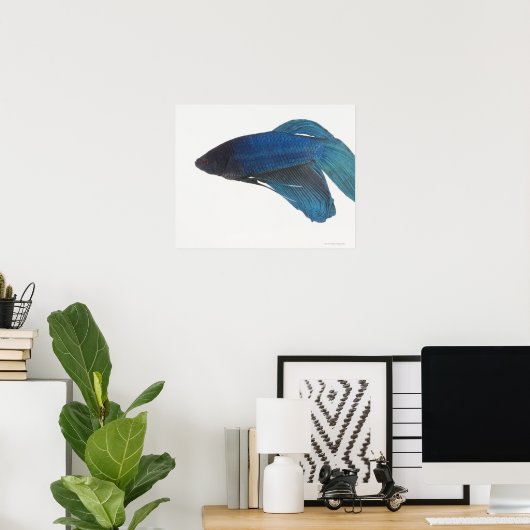 Blausiamesische Fighting Fish Poster (Heimbüro)