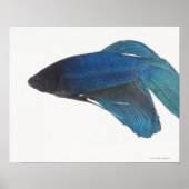 Blausiamesische Fighting Fish Poster (Vorne)