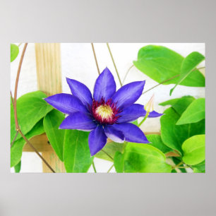 Blaustern Poster