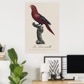 Blaustreifenlori, Trichoglossus reticulatus Poster (Heimbüro)