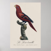 Blaustreifenlori, Trichoglossus reticulatus Poster (Vorne)