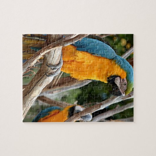 Blauund GoldMacaw Puzzle (Horizontal)