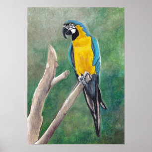 Blauund Goldmacaw-Vogel-Kunst-Plakat Poster
