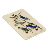 Blauvögel und Warbler, Audubons Vögel von Amerika Magnet (Rechte Seite)