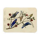 Blauvögel und Warbler, Audubons Vögel von Amerika Magnet (Horizontal)