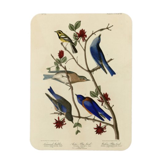 Blauvögel und Warbler, Audubons Vögel von Amerika Magnet (Vertikal)