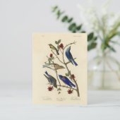 Blauvögel und Warbler, Audubons Vögel von Amerika Postkarte (Stehend Vorderseite)