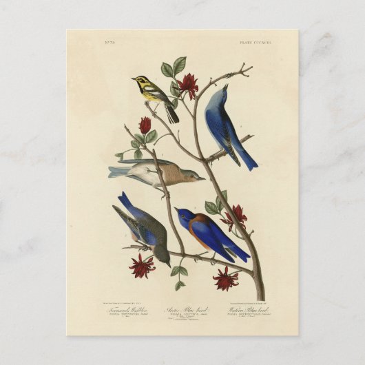 Blauvögel und Warbler, Audubons Vögel von Amerika Postkarte (Vorderseite)