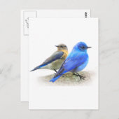 Blauvogelpaare, männliche und weibliche Bluebirts Postkarte (Vorne/Hinten)