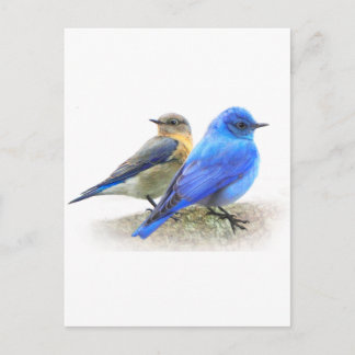 Blauvogelpaare, männliche und weibliche Bluebirts Postkarte