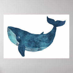 Blauwal-Illustration Poster