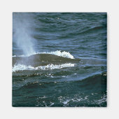 Blauwal Magnet (Vorne)