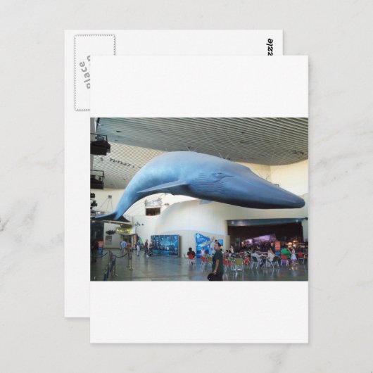 Blauwal Postkarte (Vorne/Hinten)