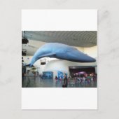 Blauwal Postkarte (Vorderseite)