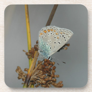 Blauweißer Orange mit schwarzem Schmetterling Untersetzer
