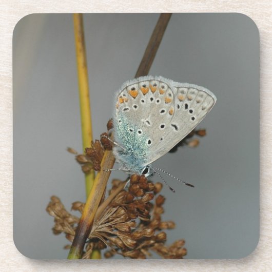 Blauweißer Orange mit schwarzem Schmetterling Untersetzer (Vorderseite)