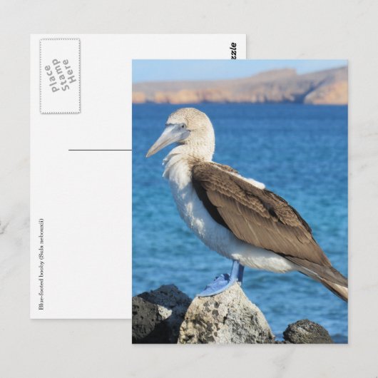 Blauwild Postkarte (Vorne/Hinten)