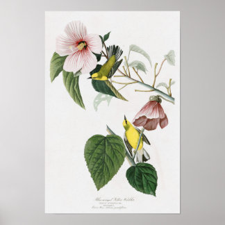 Blauwinged Yellow Warbler Audubon Birds America Poster