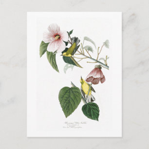 Blauwinged Yellow Warbler Audubon Birds America Postkarte