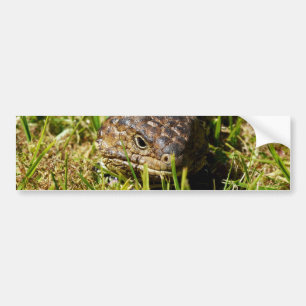 Blauzungenechse, die im Gras einbricht, Autoaufkleber